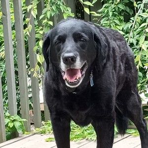 Meet your Posher, Posh